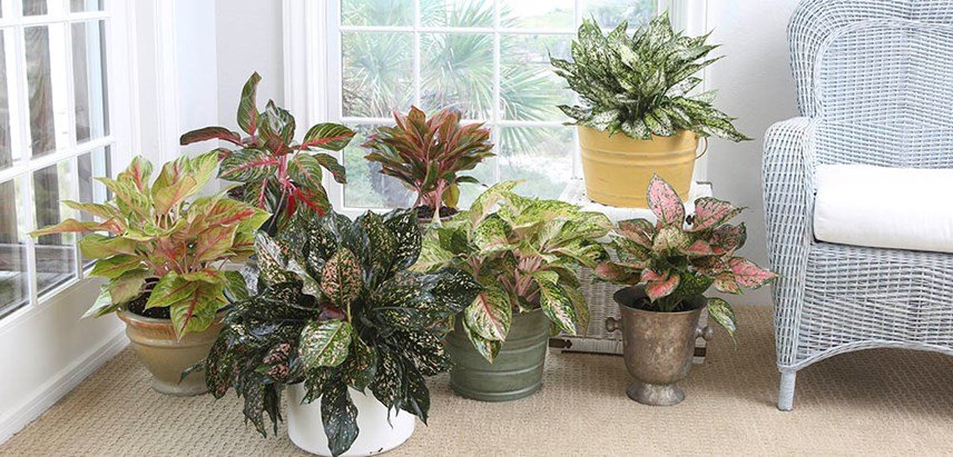 How To Care For Aglaonema Plant