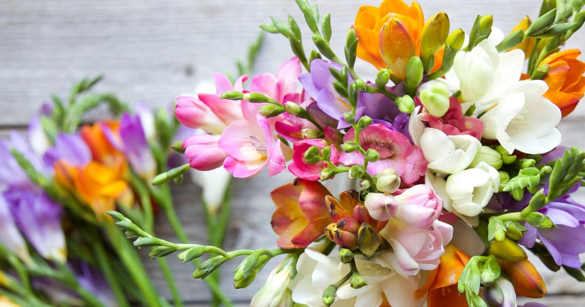 Freesia Flowers