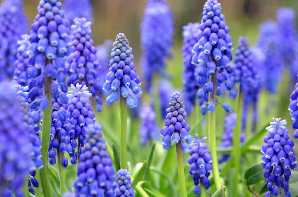 Hyacinth Flowers