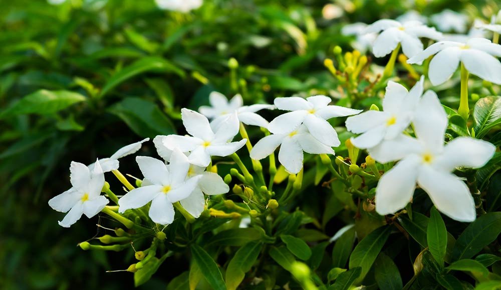 Jasmine Flowers