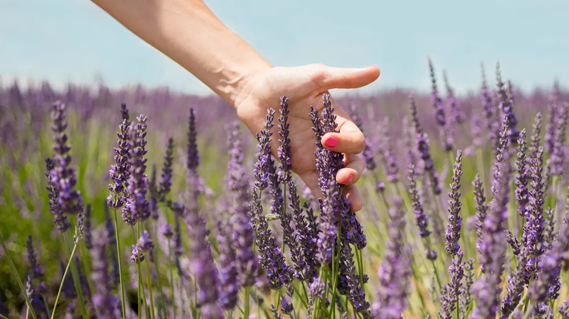 Lavender Flowers